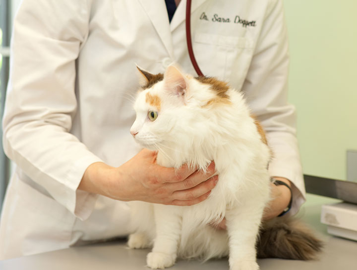 Preventive Care for Cats