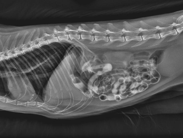 Pet Digital Radiology