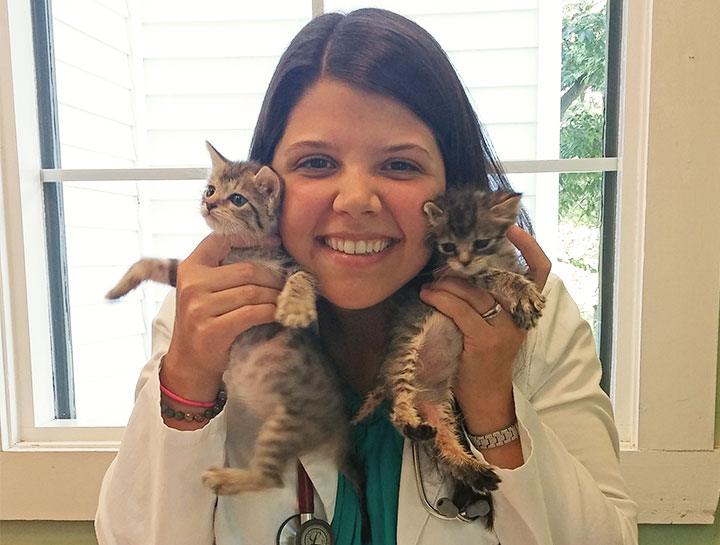 Kitten Vaccines Kitten Veterinary Exam
